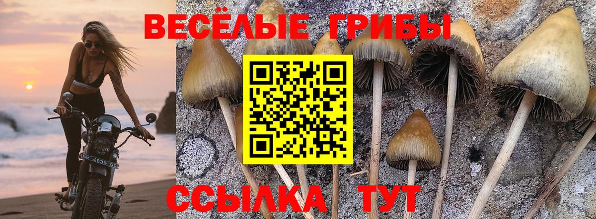 Псилоцибиновые грибы Cubensis Луга